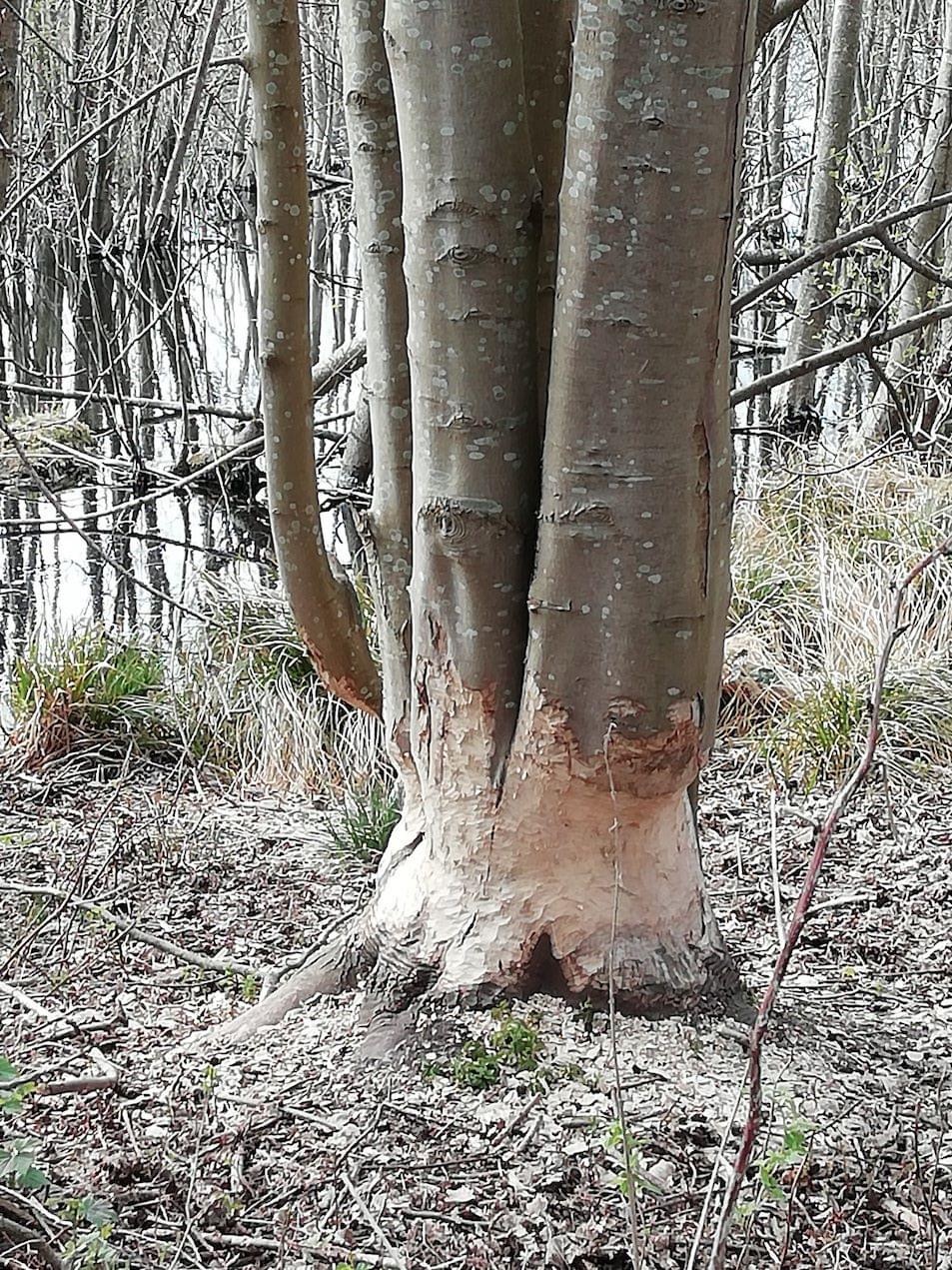 Bævertur ved Arresø