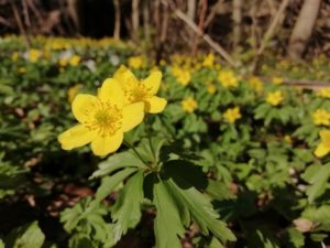 Gul anemone