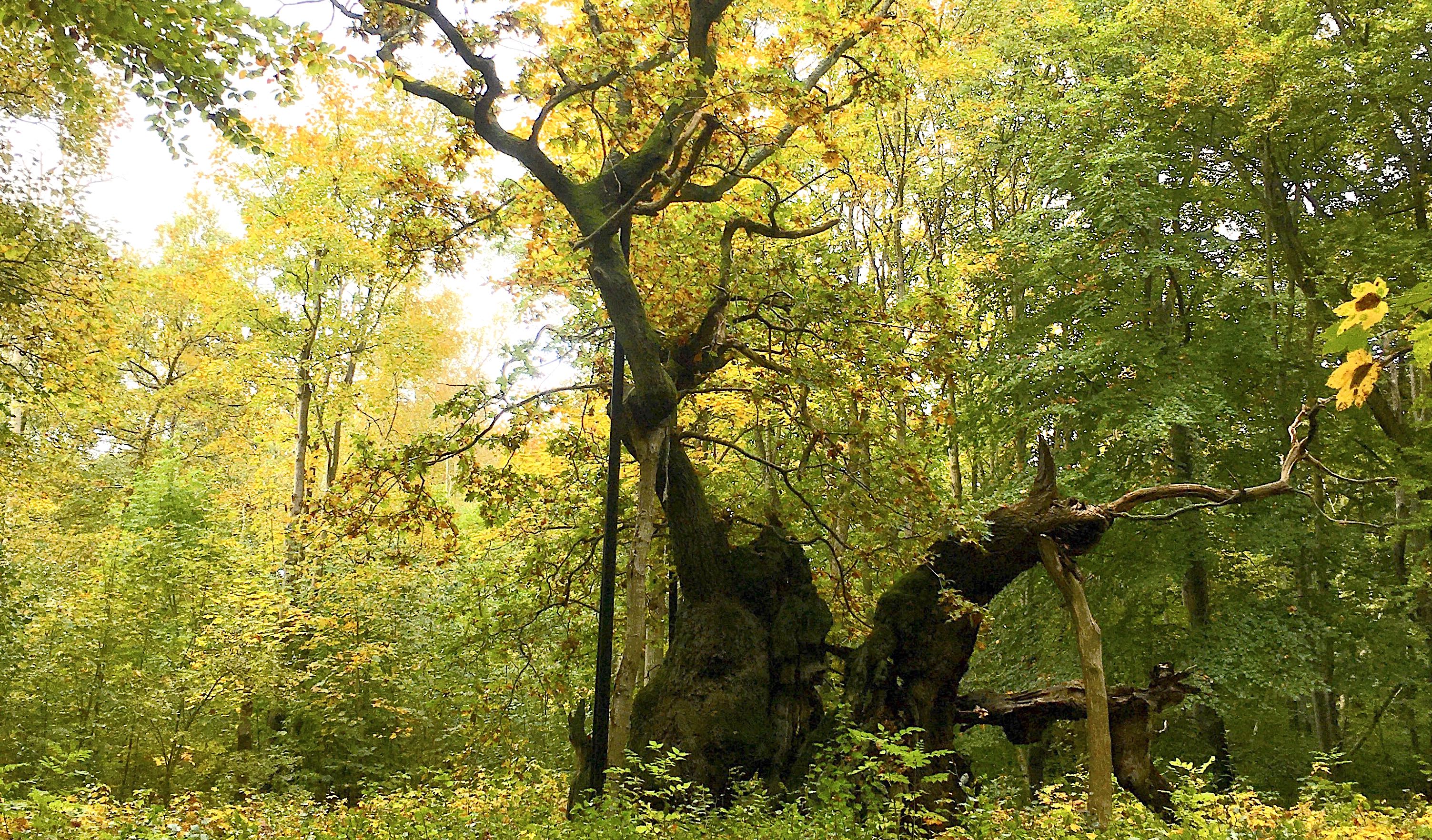 Besøg Kongeegen – Danmarks ældste træ