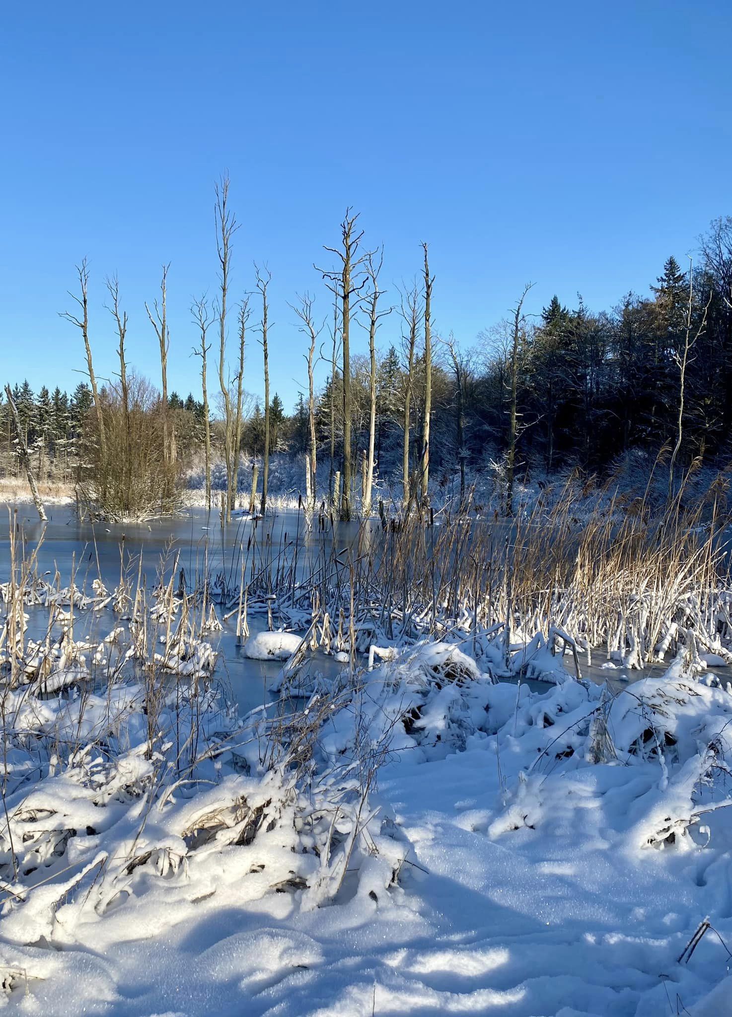 vinterlandskab boserup skov