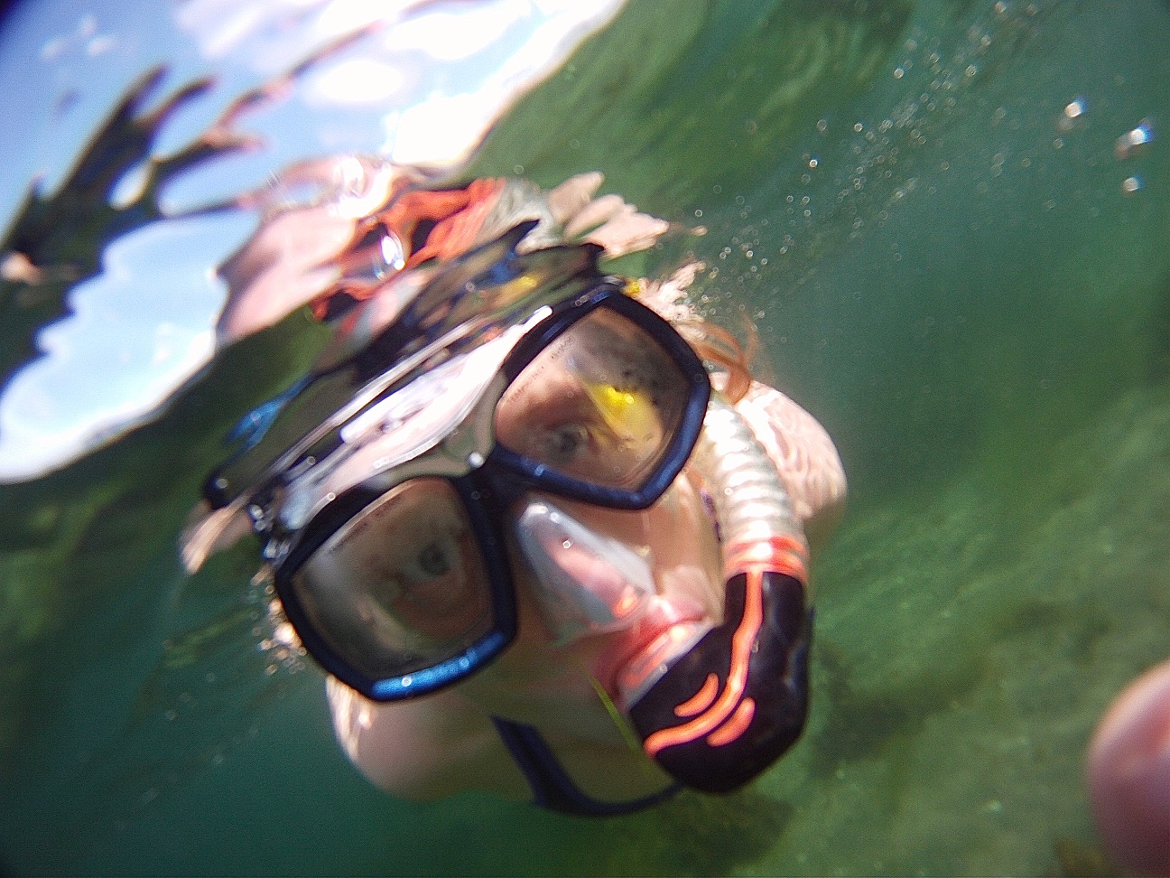 snorkle stevns klint