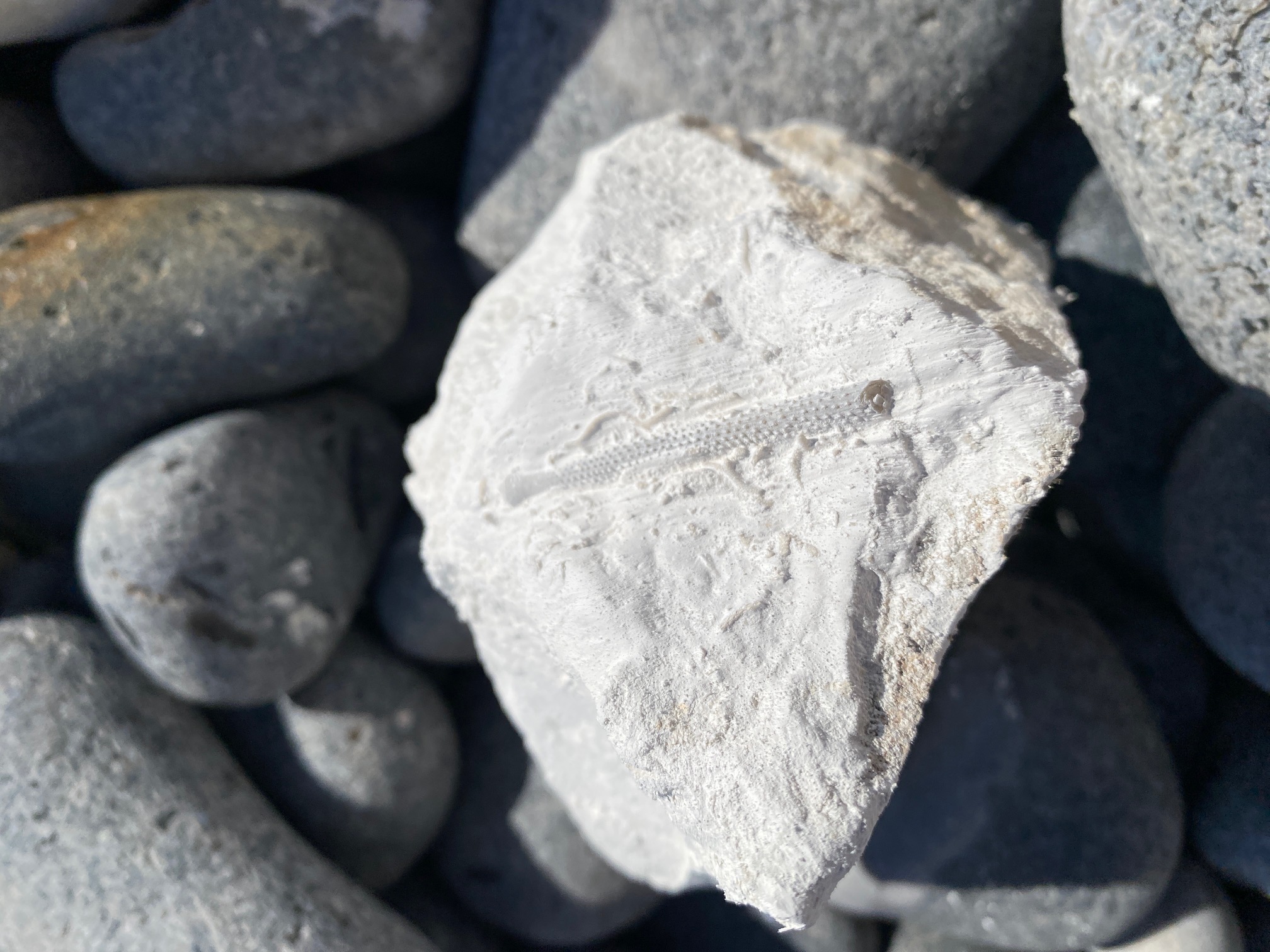 Pig fra søpindsvin der er 66 millioner år gammelt